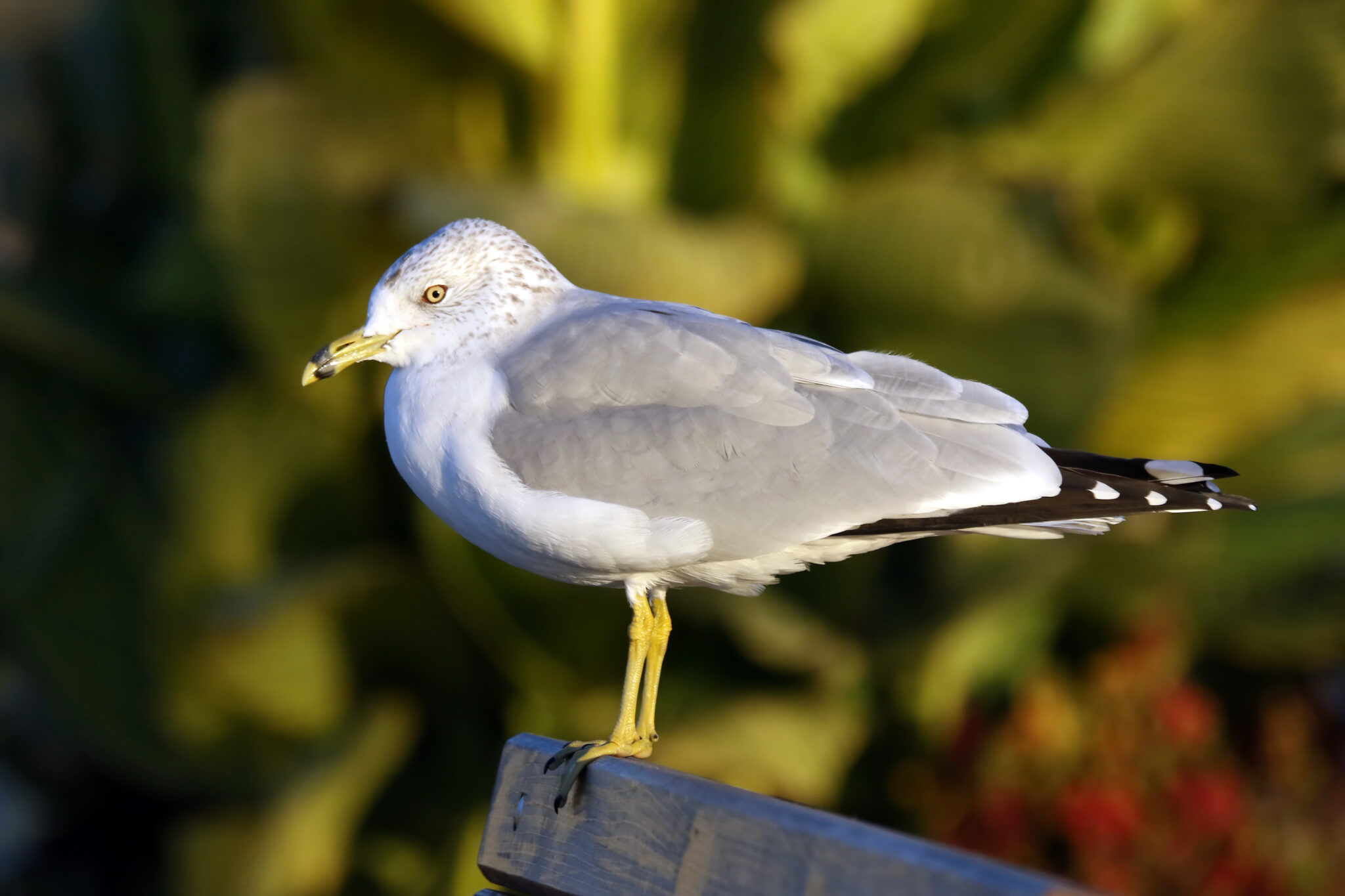 Birds along the Hudson River - Newport: The world's most successful ...